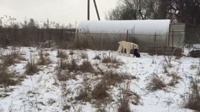 Щенки алабая продаются (2,5 мес) смотреть онлайн
