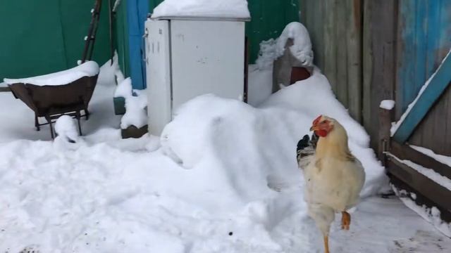Юрловские куры!! 2018 года смотреть онлайн