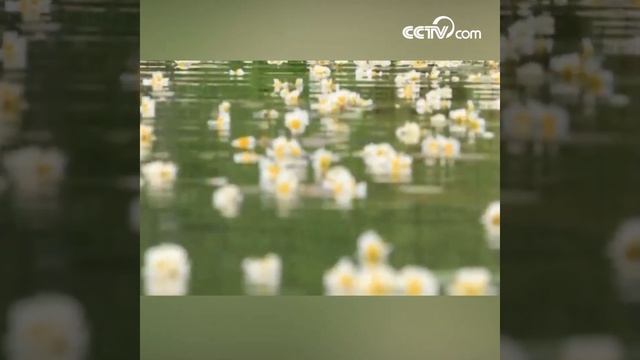 Удивительный водный цветок морских водорослей – Хайцайхуа смотреть онлайн