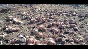 Кормовая свекла 2020.