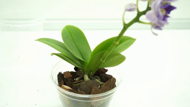 РЕДКАЯ орхидея "ВИОЛЕТ КВИН":пересадка+САДОВЫЙ ВАР+адаптация.Phalaenopsis 'Violet Queen',торф.стака смотреть онлайн