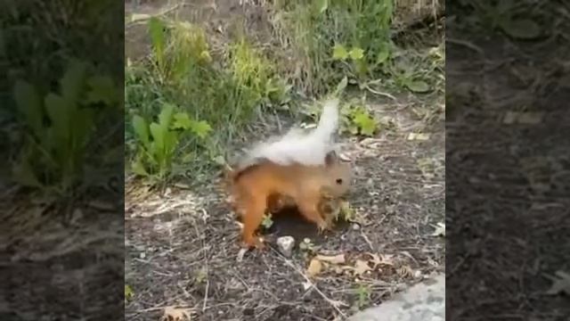 А вы знали, что белки сажают миллионы деревьев смотреть онлайн