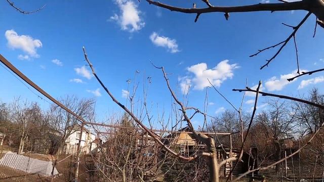 Обрезка яблони - Легко! Обрезаем с Ларой! Низкая формировка плодовых деревьев. Урожай каждый год! смотреть онлайн
