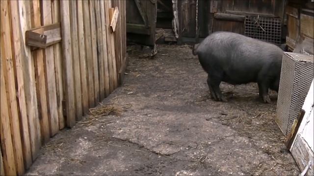 стоит ли покупать вьетнамских вислобрюхих свиней? смотреть онлайн