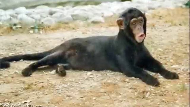 Amazing Morphed Animals - Photoshop Weirdness смотреть онлайн