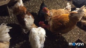 Поведение индюшки перед спариванием с индюком/Индюки Виктория