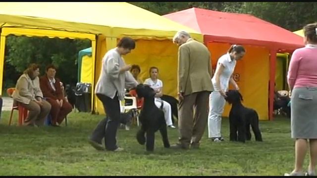 DogStatus.ru: День ризеншнауцера-2010 смотреть онлайн