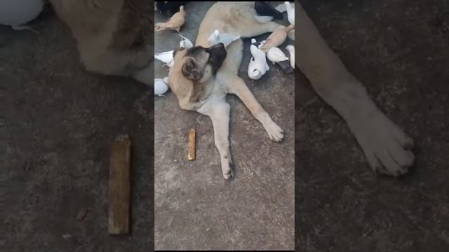 Дружелюбный щенок волкодава. смотреть онлайн