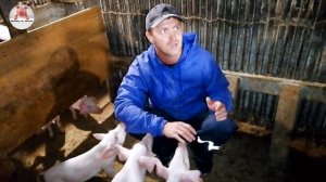 Миллион на свиньях.Обзор поросят на продажу.