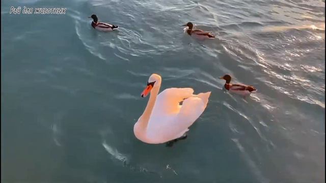 Прекрасные птицы на свободе. Звуки животных: лошади, собаки, кошки, птицы - часть 86 смотреть онлайн