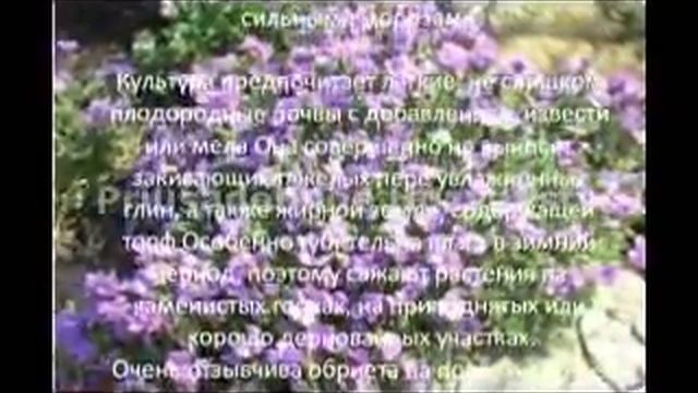 Многолетние цветы для сада Обриета изящная смотреть онлайн