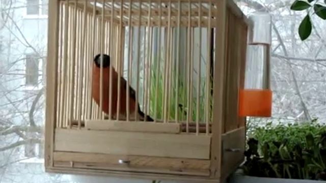 Снегирь самец зовет самочку (позывка) смотреть онлайн