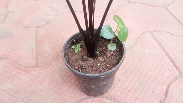 Alocasia Cuprea ₹-50 смотреть онлайн
