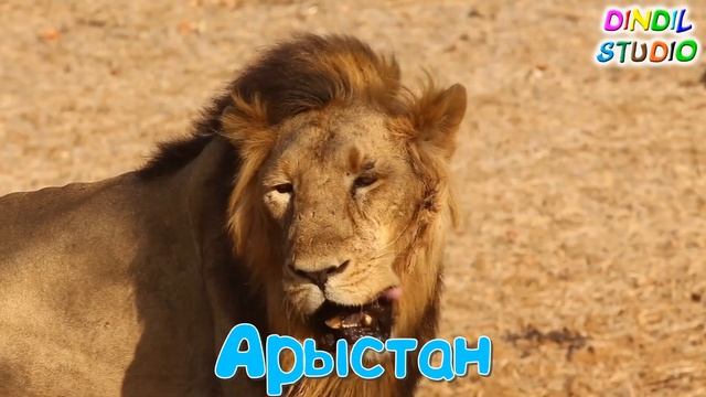 ? Африка жануарларымен танысайық | ? Жануарлардың дауыстары | ? Животный мир африки | смотреть онлайн