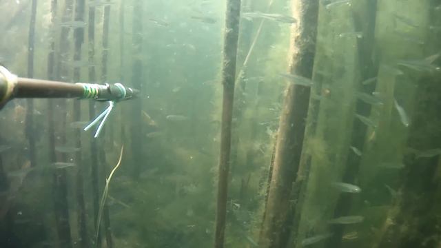 Охота на карпа, поиск трофейного карпа смотреть онлайн