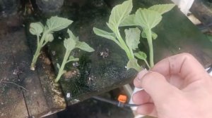 размножение черенкование павловнии