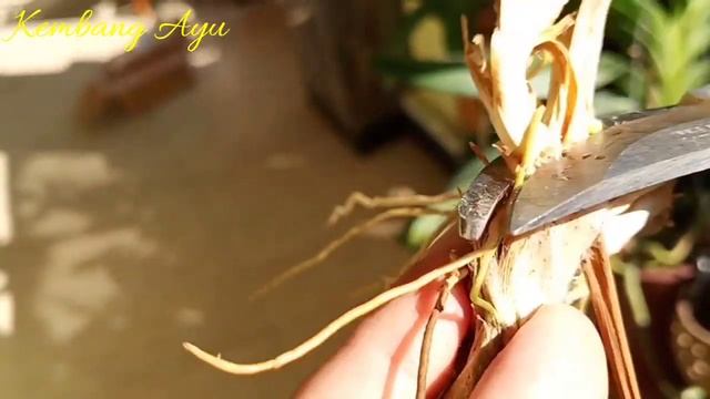 PERAWATAN ANGGREK ONCIDIUM, COELOGYNE PANDURATA DAN GRAMMATHOPHYLLUM MARTAE, SAMAKAH.....?