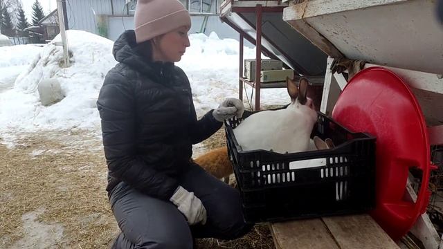 Вакцинация кроликов ? Профилактика болезней смотреть онлайн