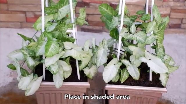 How to Make Syngonium Plant Christmas Tree Decor at Home (Syngonium Podophyllum Care) смотреть онлайн