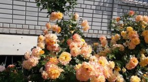 Роза Сахара