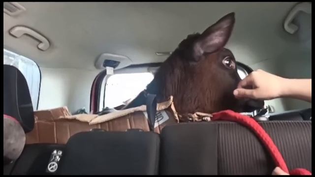 КАК мы КОРОВУ ПОКУПАЛИ и ВЕЗЛИ В НИССАНЕ?? ?На Белку нападает дрозд и КОТ! смотреть онлайн