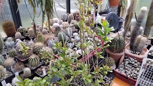 Обзор кактусов.Литопс инвалид..Цветение пиона в марте. смотреть онлайн