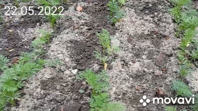 Глина. Что можно вырастить на глине. смотреть онлайн