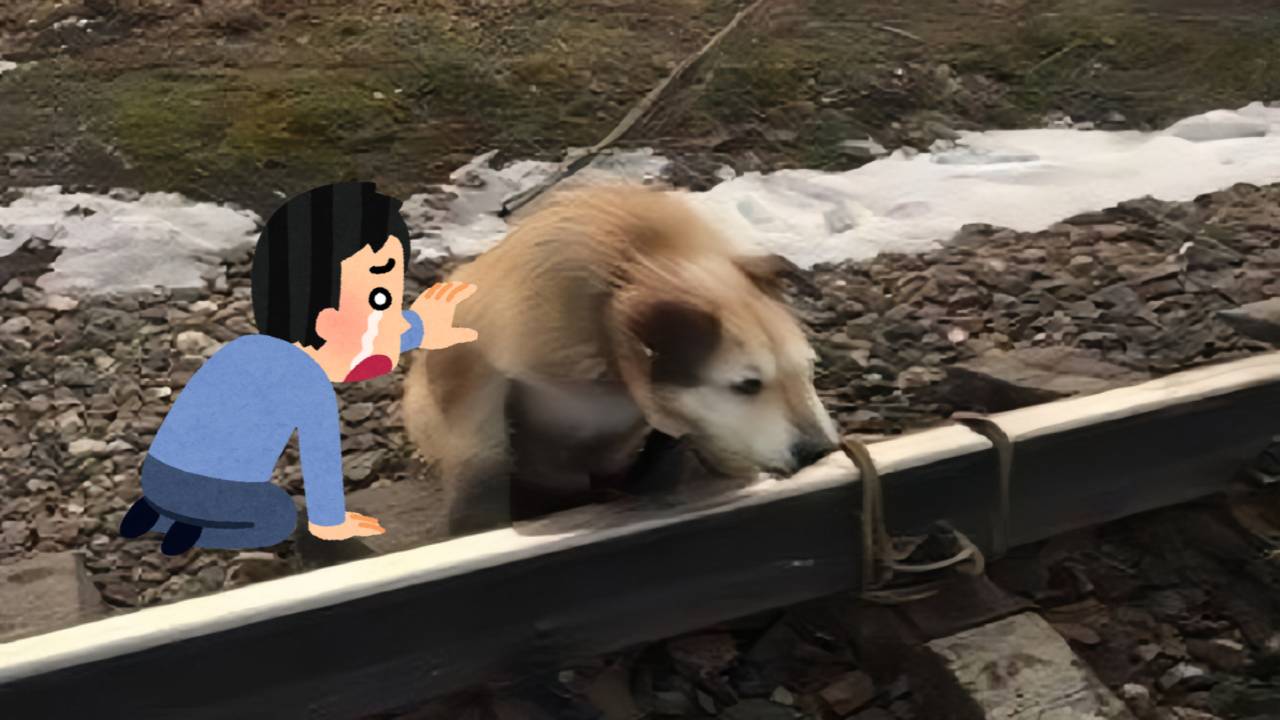 МУЖЧИНА ПРИКОВАЛ СВОЕГО ПСА К РЕЛЬСАМ, РЕШИВ ЧТО ЕГО ДНИ СОЧТЕНЫ...