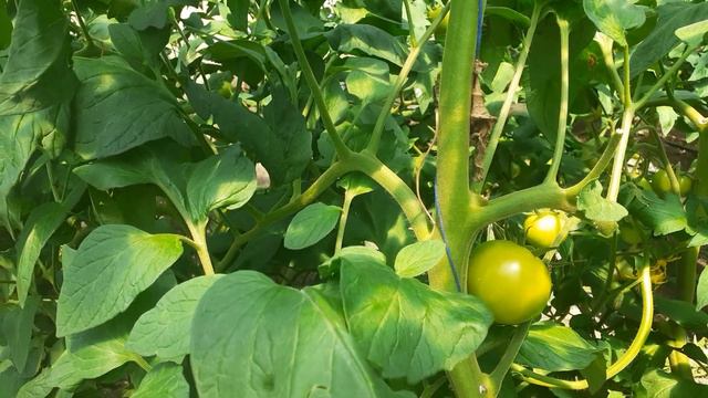 бактериальное заболевания томата и лечение смотреть онлайн