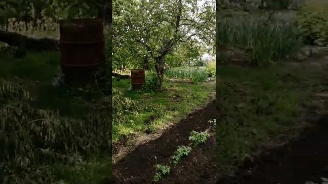 первое окучивание16.05.23.оператор в школе, снял сам что получилось. смотреть онлайн