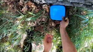 Разделка сурка! Удаление пахучих желез сурка.