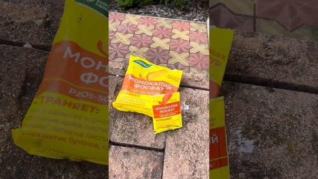 Когда Лилии отцвели. Последняя подкормка. смотреть онлайн
