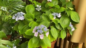 Гортензия пильчатая