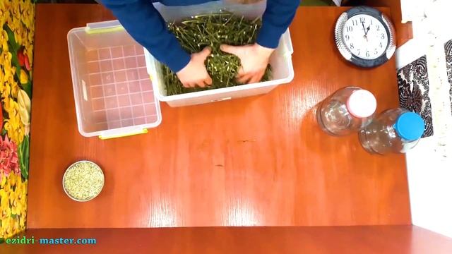 Сушка зонтичного укропа – 3 кг смотреть онлайн