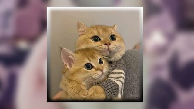 Beautiful cat pictures - Top 10 - Help Us Get Through Monday смотреть онлайн