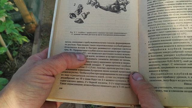 Как проращивать картошку,читаем учебник. Опять ни чего не понятно. смотреть онлайн