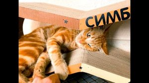 Симбу убил Данкар? Как умер Симба? Симба из Тик Ток! Кот из Тик Ток, как умер, фото и видео.