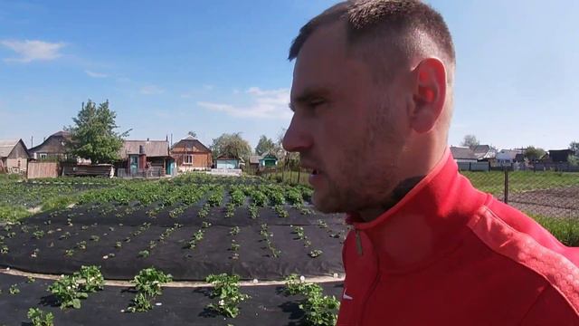 ФІНАНСОВІ затрати на ВЕСНЯНИЙ догляд за 10-ма сотками ПОЛУНИЦІ?Вирощування полуниці на Поліссі