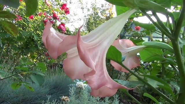 Бругмансия. Brugmansia. смотреть онлайн