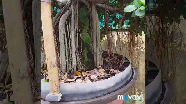 Proses Bonsai Beringin Dolar (Green Island Ficus) ; Root over Rock Bonsai смотреть онлайн