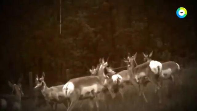 Загадка Башни дьявола. Земля Территория Загадок. Выпуск 43. смотреть онлайн