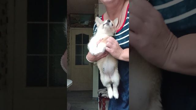 Самые красивые и воспитанные щенки корги смотреть онлайн