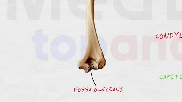 Cкелет верхней конечности смотреть онлайн