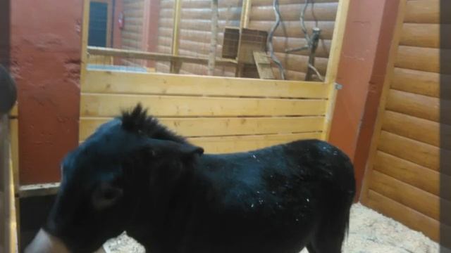 Контактный зоопарк в галактике смотреть онлайн