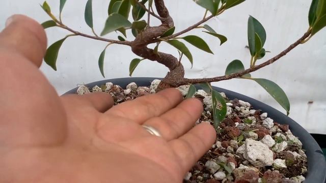 ficus tiger bark desde semilla, proyecto bonsai #ficus #bonsai смотреть онлайн