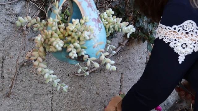 ENCHER O VASO sem gastar mais com Cotyledon Pendens /Grazi Bittencourt смотреть онлайн