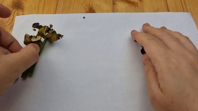 семена самоопыления White garden и прогресс семян Denver смотреть онлайн