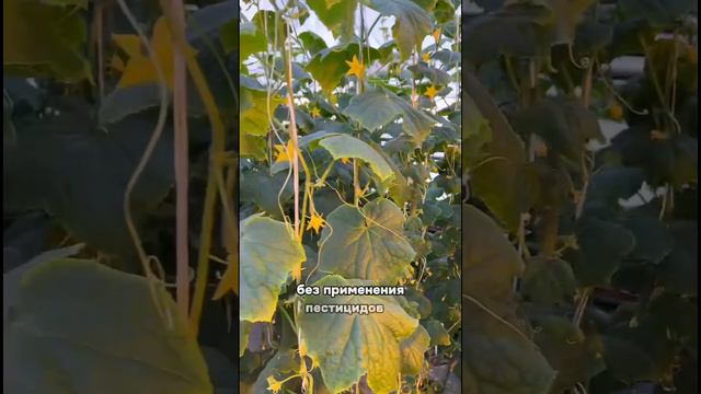 Первые грунтовые огурцы этого года!