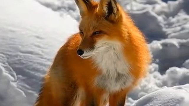 В МИРЕ ЖИВОТНЫХ-НАТАЛИ- смотреть онлайн