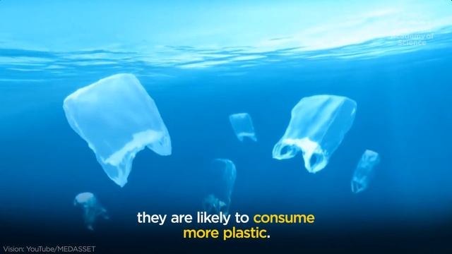 Turtles and plastic pollution смотреть онлайн